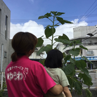 ひまわり ひまわり