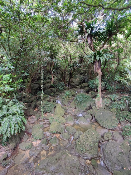 ★末吉公園の森で迷子になりそうになった ★末吉公園の森で迷子になりそうになった
