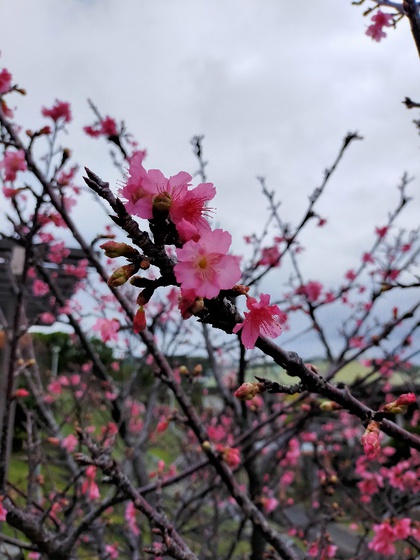 ★やっと、念願の町中華屋さん?「竜丹」に行けた ★やっと、念願の町中華屋さん?「竜丹」に行けた