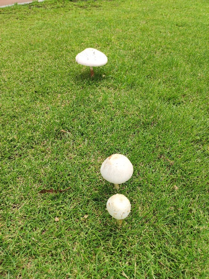 ★白いキノコが芝生に生えていた ★白いキノコが芝生に生えていた