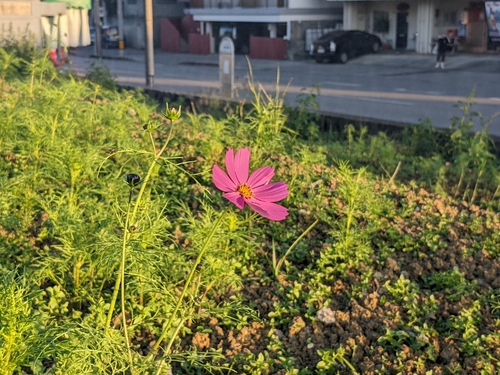 早くも 早くも