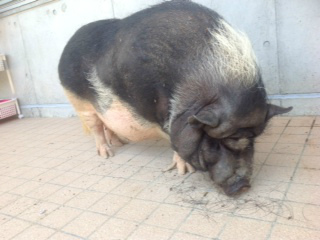 6月11日の記事