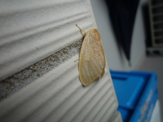 ビビり