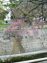 また与儀公園!