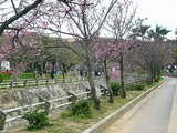 また与儀公園!