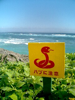 伊計島special