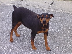 沖縄犬事情