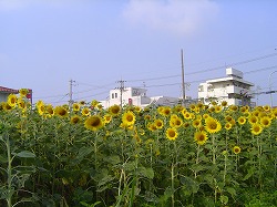 美里・松本探検隊 1