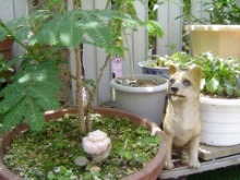 おじいちゃんの庭