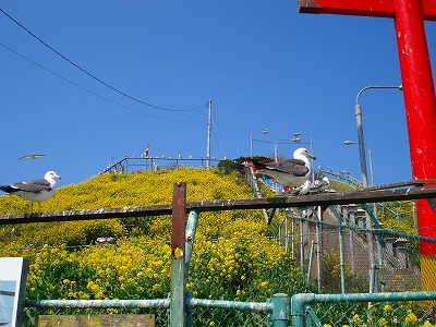 蕪島・種差サイクリング
