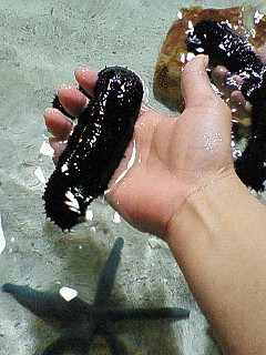 *美ら海水族館