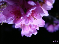 夜桜