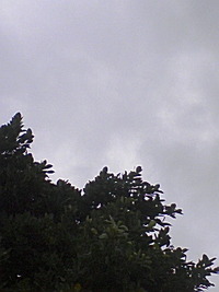 おはようございます♪ 2008/11/17 08:01:53