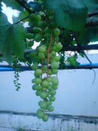 実り 2008/05/28 19:13:15