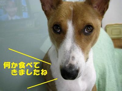ルビーとシュリの思い出。。(324) ルビーとシュリの思い出。。(324)