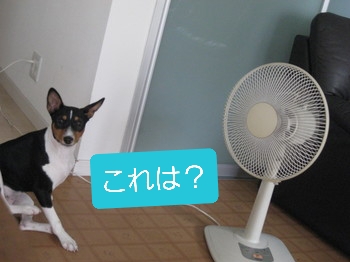 ルビーとシュリの思い出。。(397) ルビーとシュリの思い出。。(397)