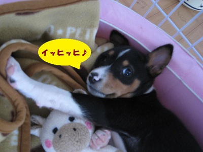 シュリの一周忌。。 シュリの一周忌。。