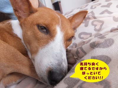 ルビーとシュリの思い出。。(304) ルビーとシュリの思い出。。(304)