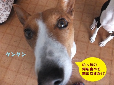 ルビーとシュリの思い出。。(385) ルビーとシュリの思い出。。(385)