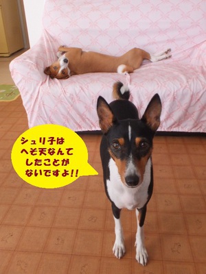 ルビーとシュリの思い出。。(411) ルビーとシュリの思い出。。(411)