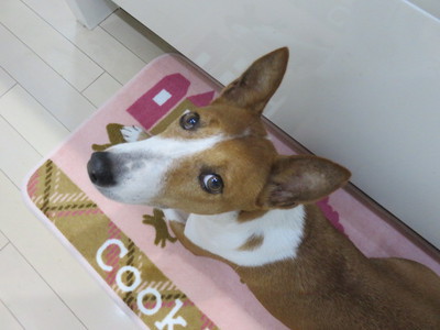 ルビーとシュリの思い出。。(346) ルビーとシュリの思い出。。(346)