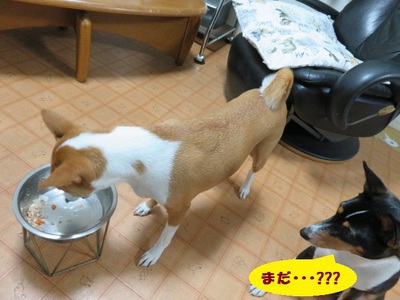 ルビーとシュリの思い出。。(375) ルビーとシュリの思い出。。(375)