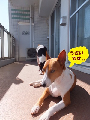 ルビーとシュリの思い出。。(281) ルビーとシュリの思い出。。(281)