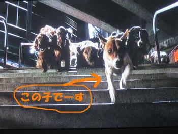 ルビーとシュリの思い出。。(326) ルビーとシュリの思い出。。(326)