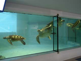 久米島ウミガメ館