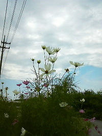 2009年07月05日