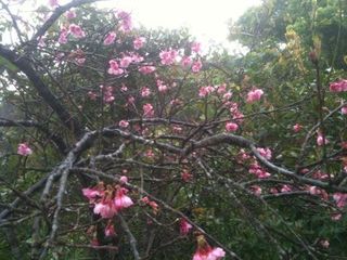 ♪桜咲く♪