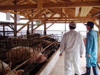 南薩摩の養豚農家