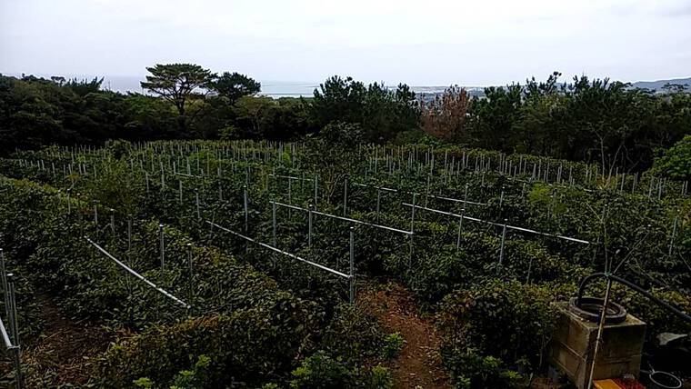 【与那原町 葬儀社 セレモニー沖縄】 ㏌ 久米島 【与那原町 葬儀社 セレモニー沖縄】 ㏌ 久米島