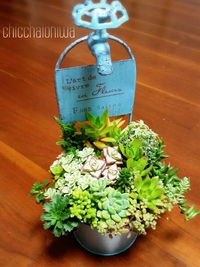 ☆オーダー多肉寄せ植えとプレゼント☆ ☆オーダー多肉寄せ植えとプレゼント☆