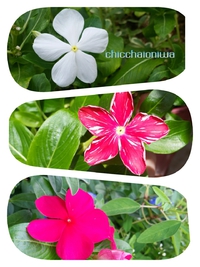 ☆夏花☆ ☆夏花☆
