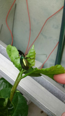 カナブンの季節 ^^ カナブンの季節 ^^
