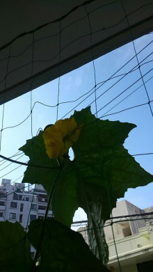 夏を感じます 夏を感じます