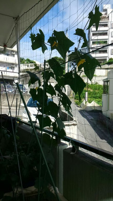夏を感じます 夏を感じます