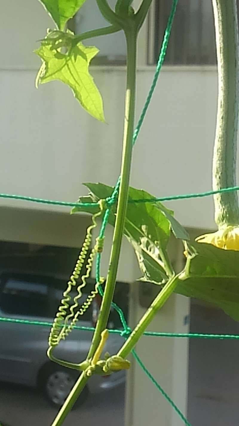 植物って逞しいですね 植物って逞しいですね