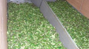茶畑、紅茶ができるまで 茶畑、紅茶ができるまで