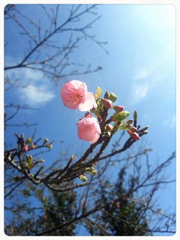 いよいよ開催!沖縄の春がやってきた~☆