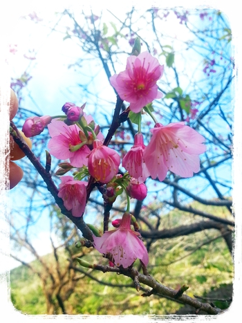 いよいよ開催!沖縄の春がやってきた~☆