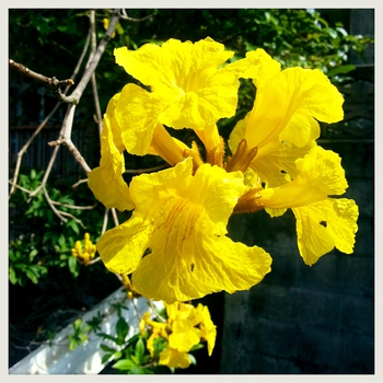宜野湾で見つけた春 ☆ 力強いPower!