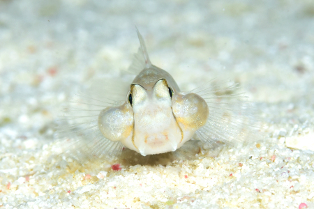 カワハギよ、おまえもか! カワハギよ、おまえもか!