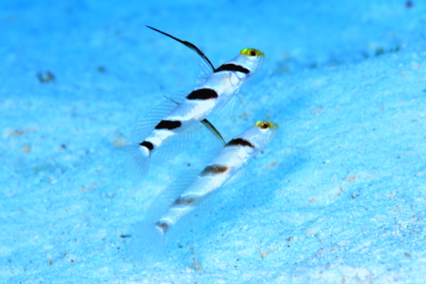 カワハギよ、おまえもか! カワハギよ、おまえもか!
