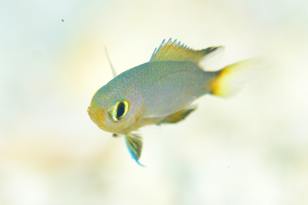 カワハギよ、おまえもか! カワハギよ、おまえもか!
