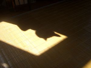 陽だまり