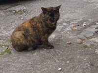 今日のにゃんこ 2008/04/04 21:17:51