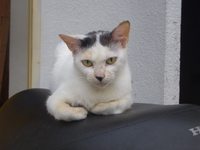 今日のにゃんこ 2008/04/06 22:03:49