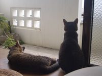 ねこ引越し 2008/04/08 20:18:19